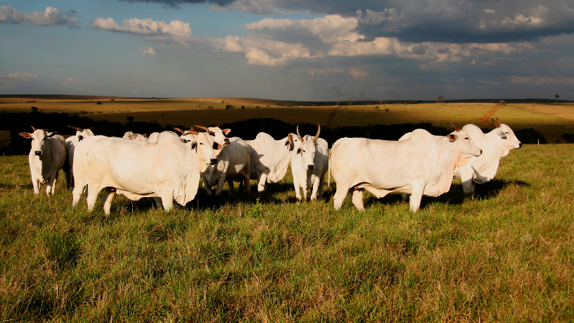 Liderança e transformação: Fábio José Gentil Pereira Rosa valoriza o protagonismo feminino como força motriz do agro no Maranhão.