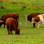 João Eustáquio De Almeida Junior explica como o planejamento forrageiro garante alimento e eficiência na pecuária durante todo o ano.