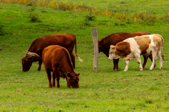 João Eustáquio De Almeida Junior explica como o planejamento forrageiro garante alimento e eficiência na pecuária durante todo o ano.