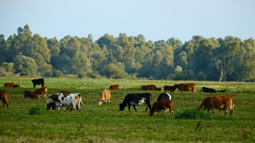 Descubra com João Eustáquio De Almeida Junior estratégias de planejamento forrageiro para manter a pecuária produtiva e sustentável o ano inteiro.