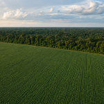 Vista aérea de lavoura de soja próxima a área de floresta na Amazônia brasileira