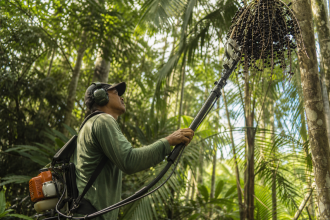 Trabalhador em açaizal do Amapá opera equipamento mecanizado para coleta de frutos de açaí.