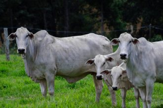 Quatro bovinos brancos da raça Nelore em uma pastagem verde.